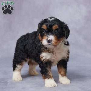 Lyla, Mini Bernedoodle Puppy